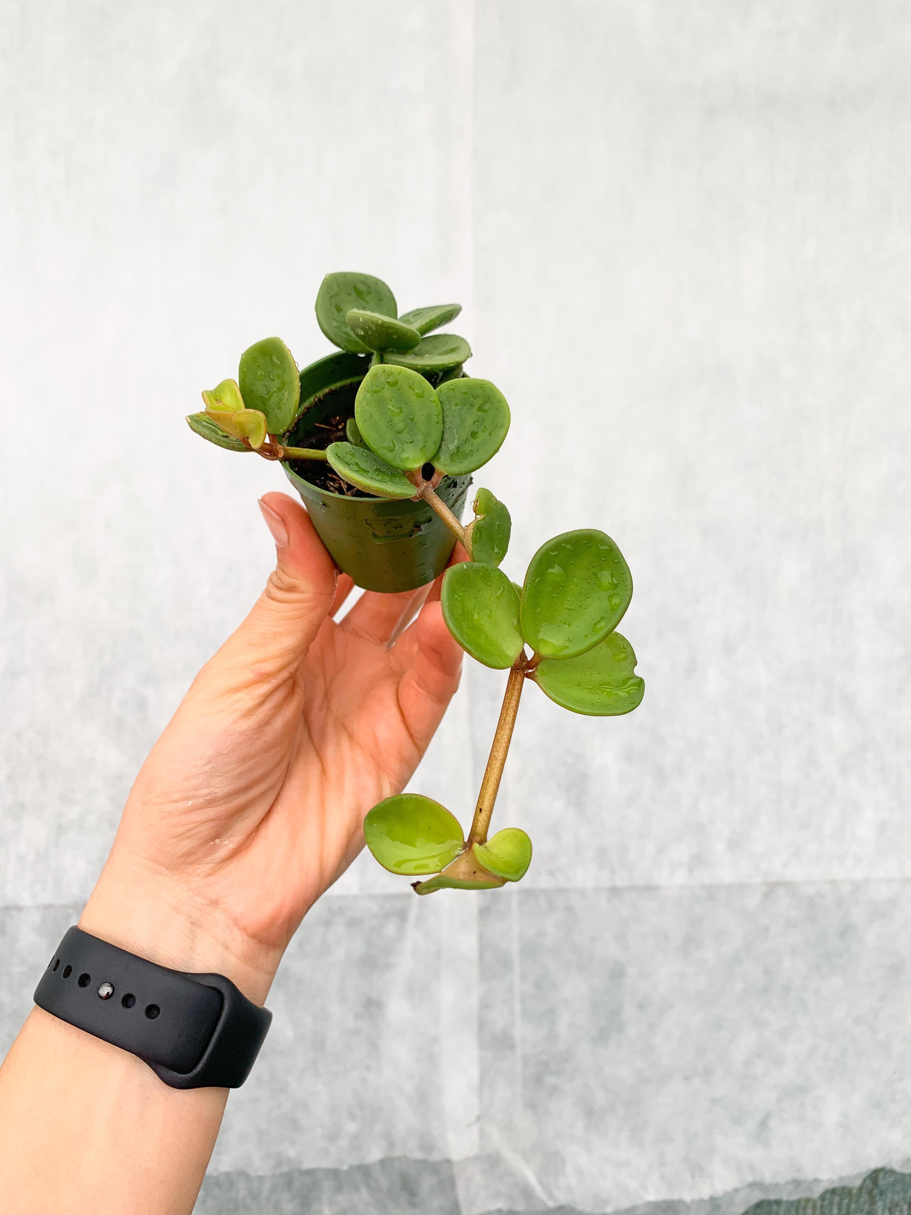 Peperomia Hope Umut Çiçeği