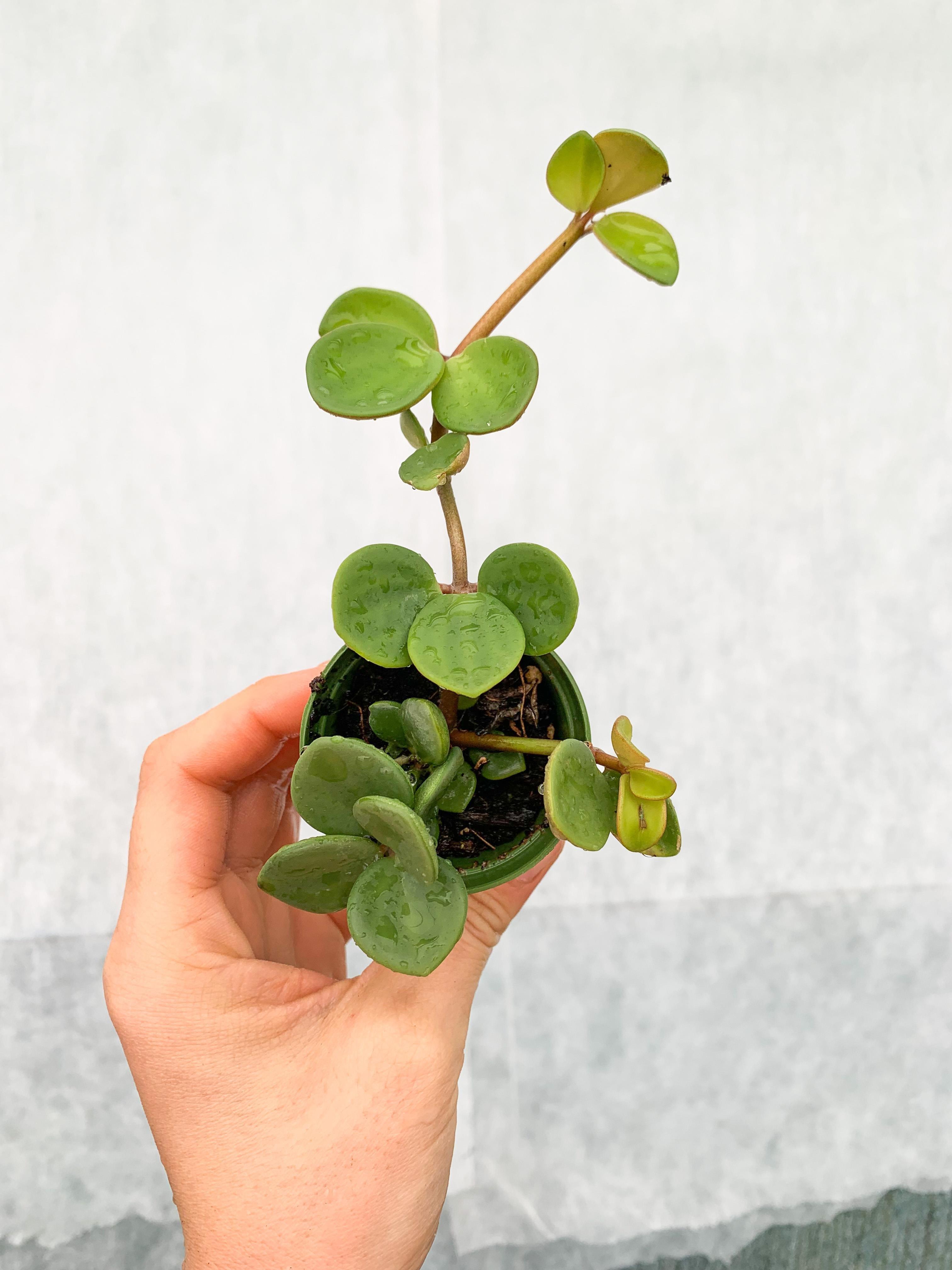 Peperomia Hope Umut Çiçeği