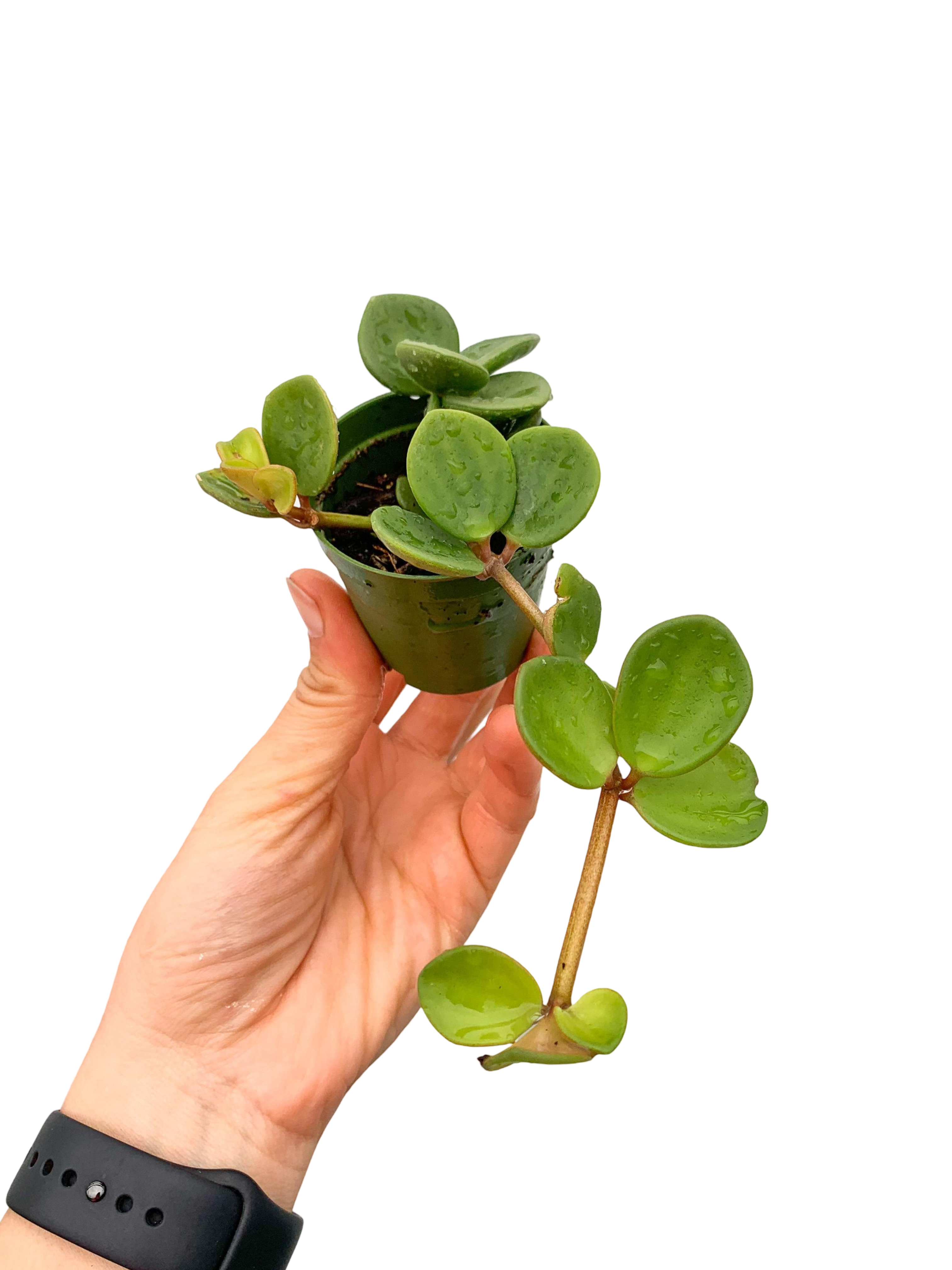 Peperomia Hope Umut Çiçeği