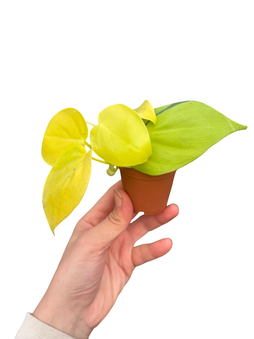Philodendron Lemon Lime Sarı Salon Sarmaşığı