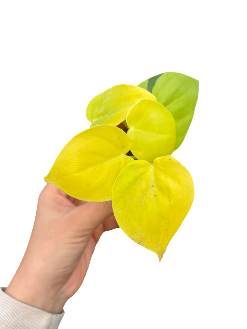 Philodendron Lemon Lime Sarı Salon Sarmaşığı