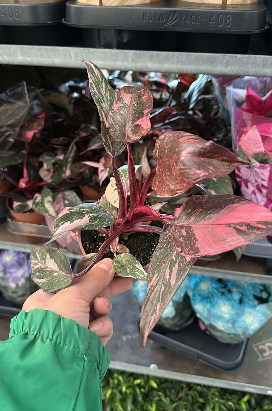 Philodendron Pink Princess
