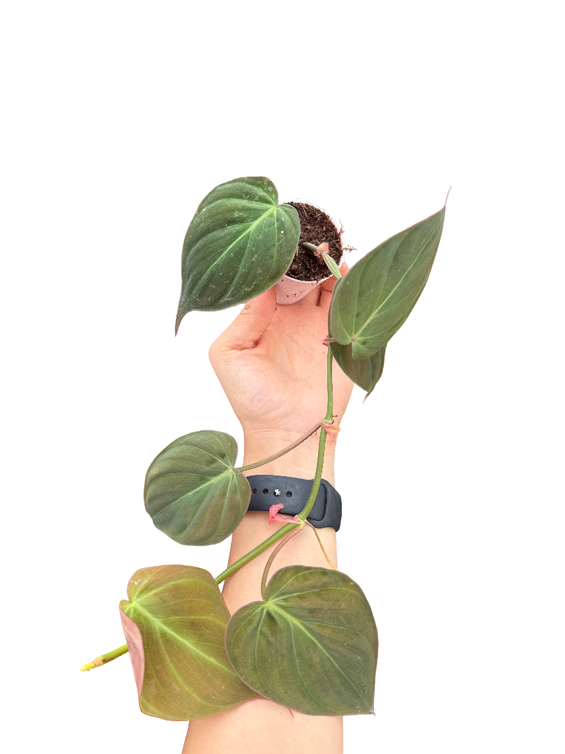 Philodendron Scandens 'Micans'