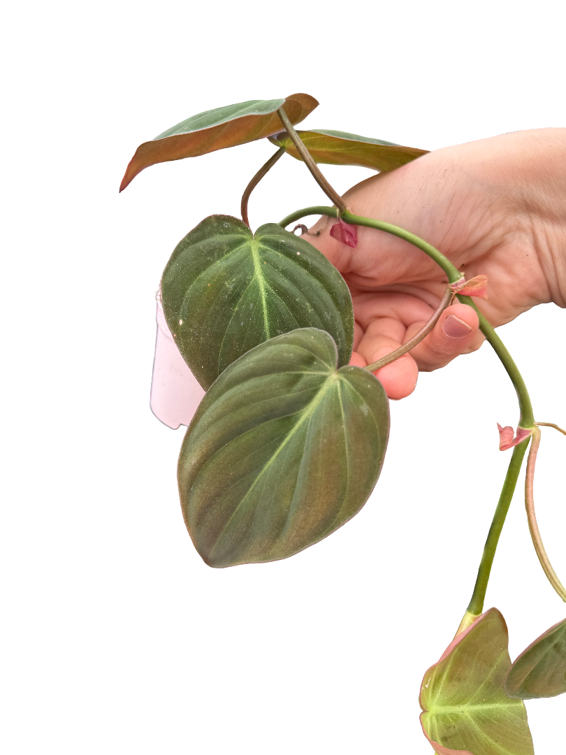 Philodendron Scandens 'Micans'