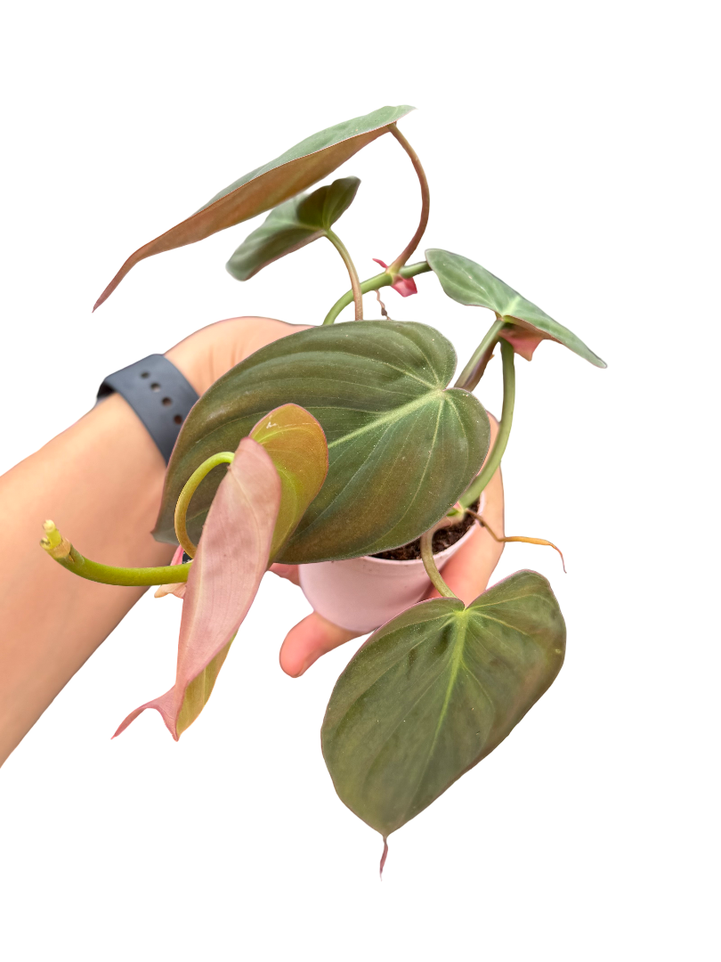 Philodendron Scandens 'Micans'