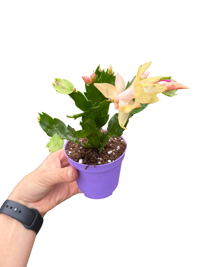 Sarı Çiçekli Yılbaşı Çiçeği Kaktüsü (Schlumbergera)