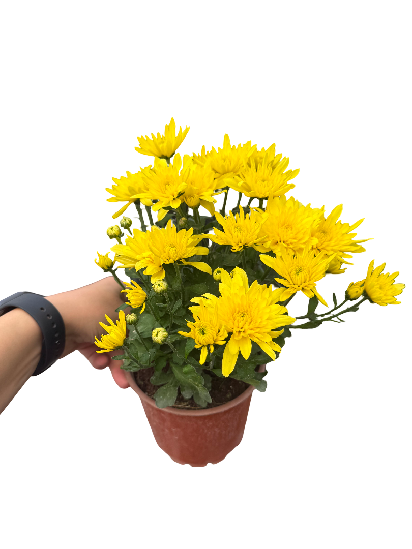 Sarı Kasımpatı Çiçeği Krizantem