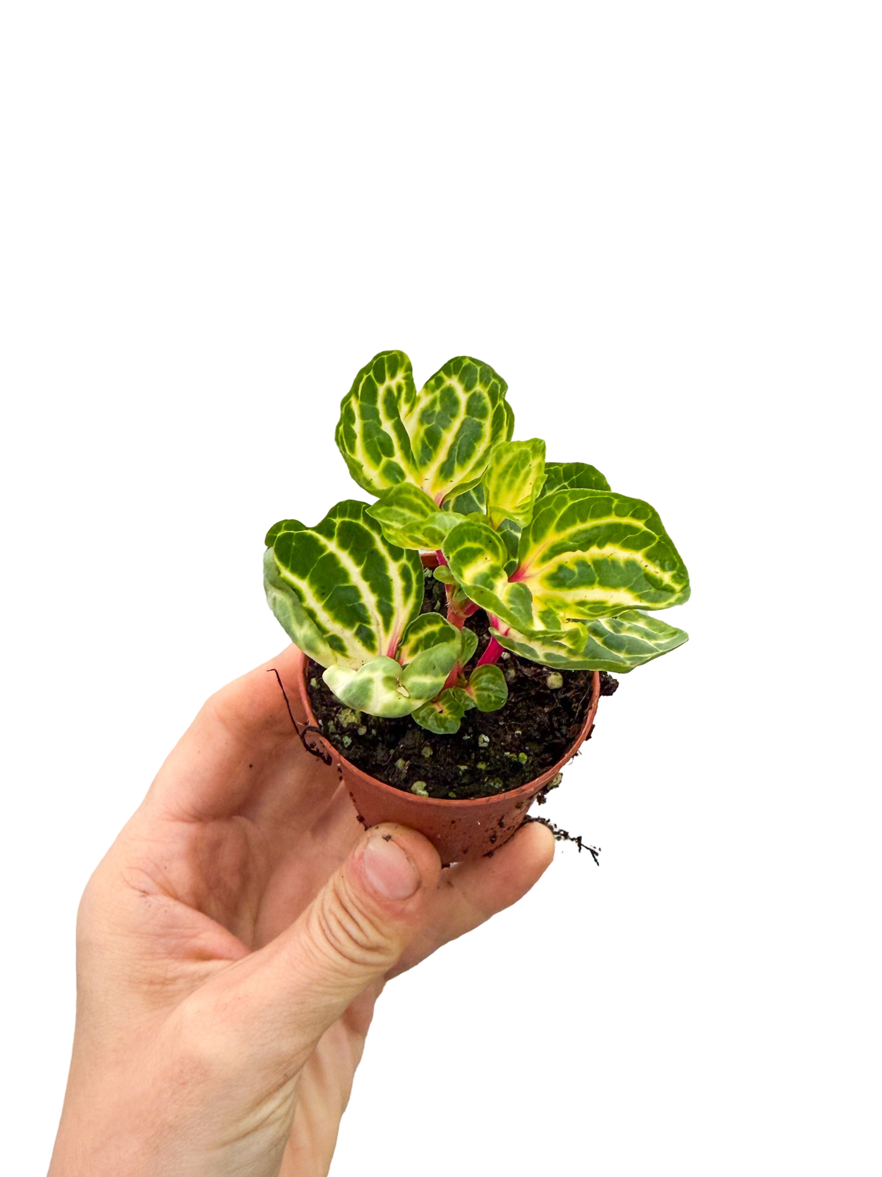 Sarı Yapraklı Çingene Şalvarı Iresine Herbstii