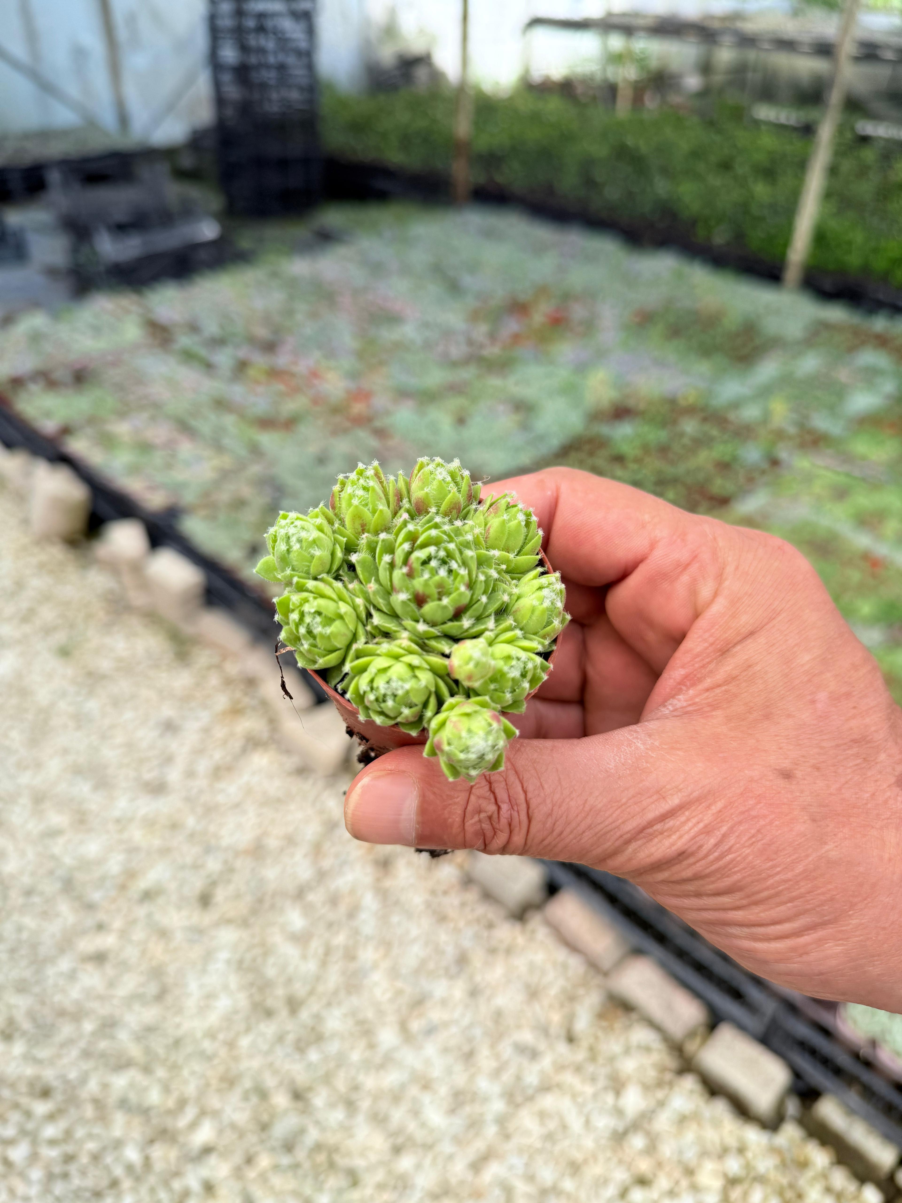 Sempervivum Sukulent