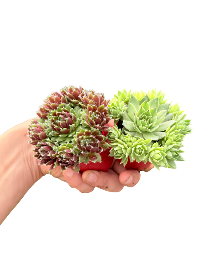 Sempervivum Sukulent
