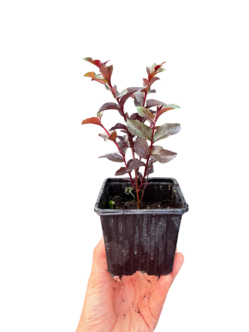 Siyah Oya Ağacı Fidanı Kırmızı Çiçekli