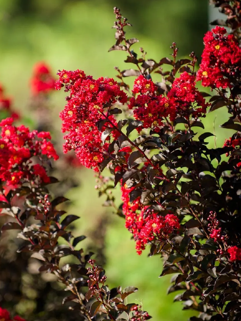 Siyah Oya Ağacı Fidanı Kırmızı Çiçekli