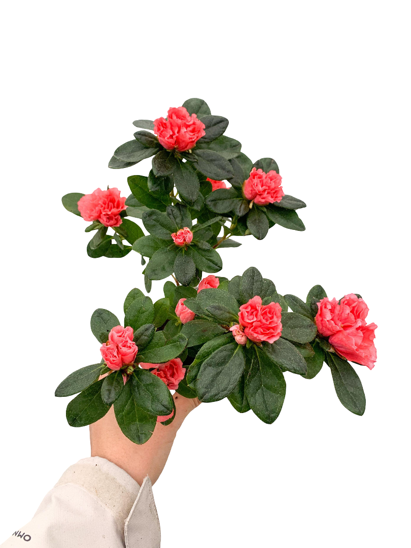 Somon Çiçekli Açelya Azalea