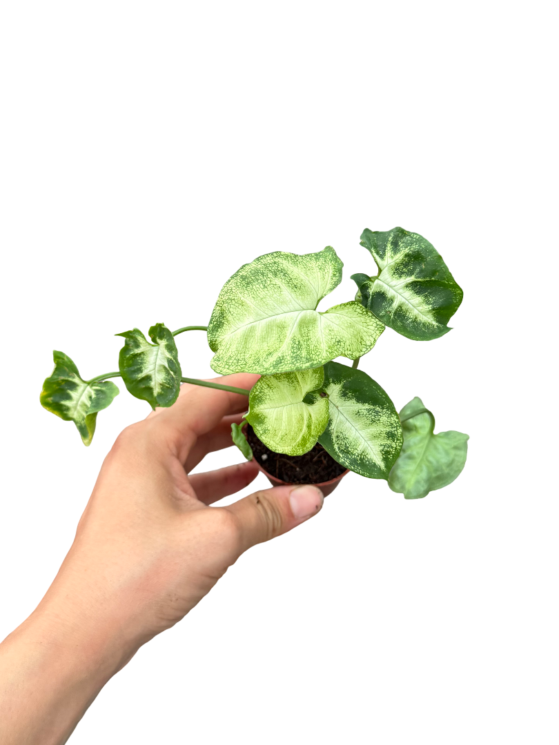 Syngonium Pixie - Melek Kanadı