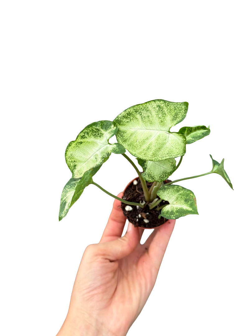 Syngonium Pixie - Melek Kanadı