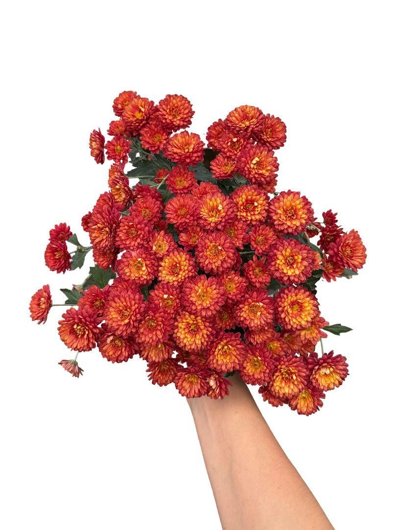 Turuncu Kasımpatı Çiçeği Krizantem