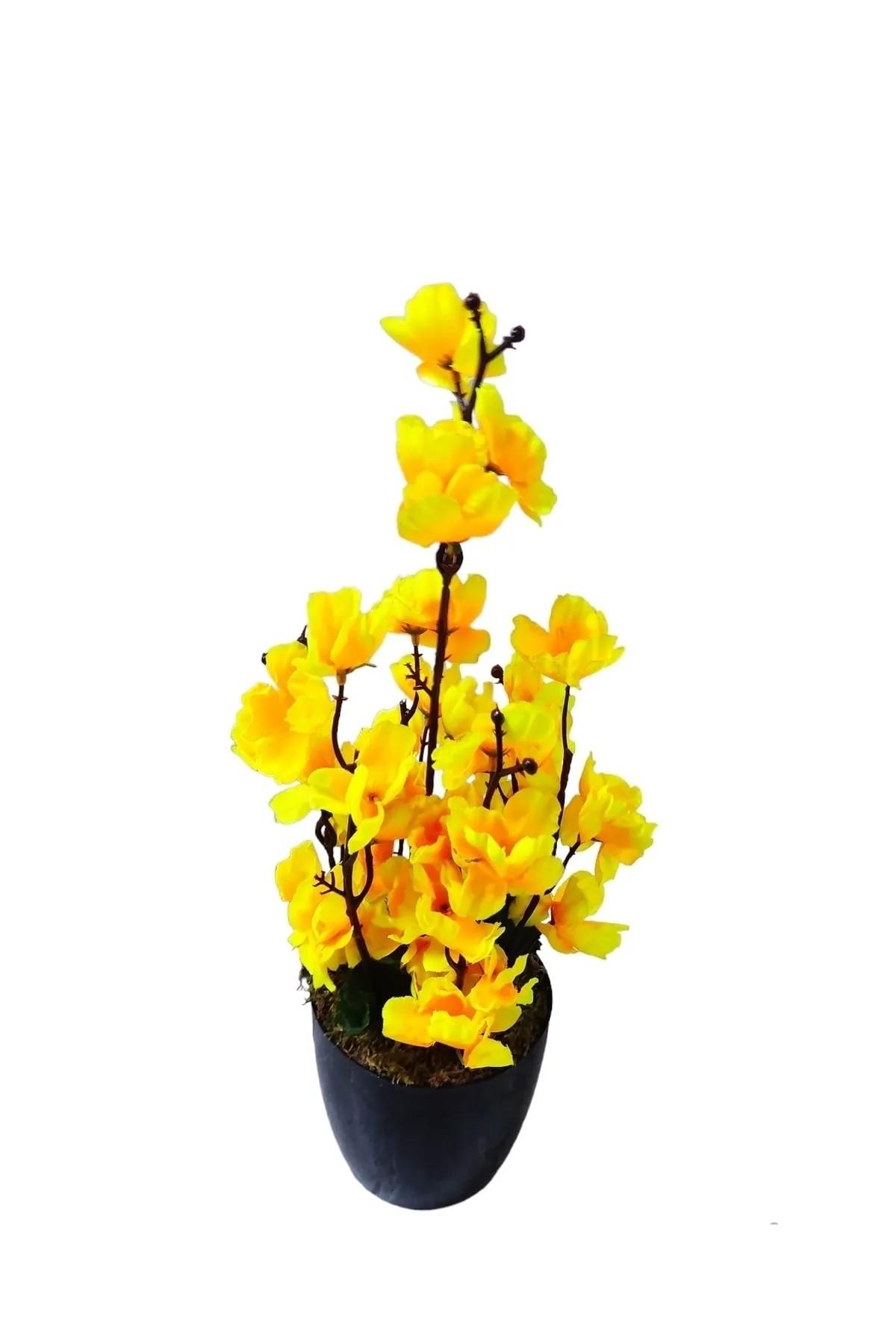Çılgın Saksıda Bahardalı (K6025)