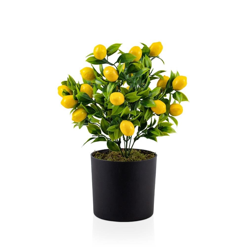 Çılgın Saksıda Limon Ağacı (A186y5)