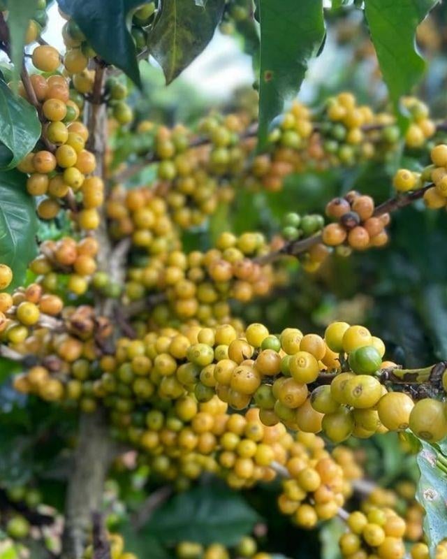 Brazil / Jaguara / Natural