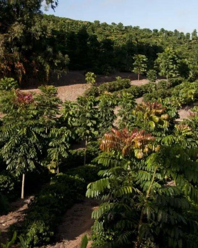Brazil / Primavera / Pulped Natural