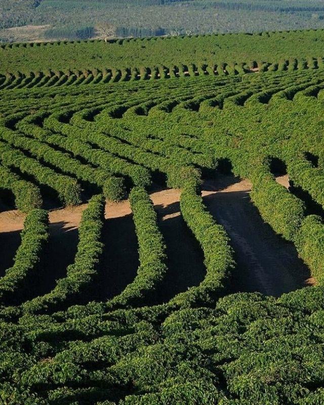 Brazil / Primavera / Pulped Natural