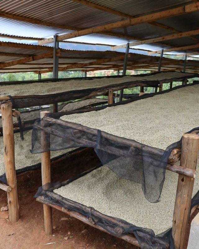 Burundi / Busasa / Washed