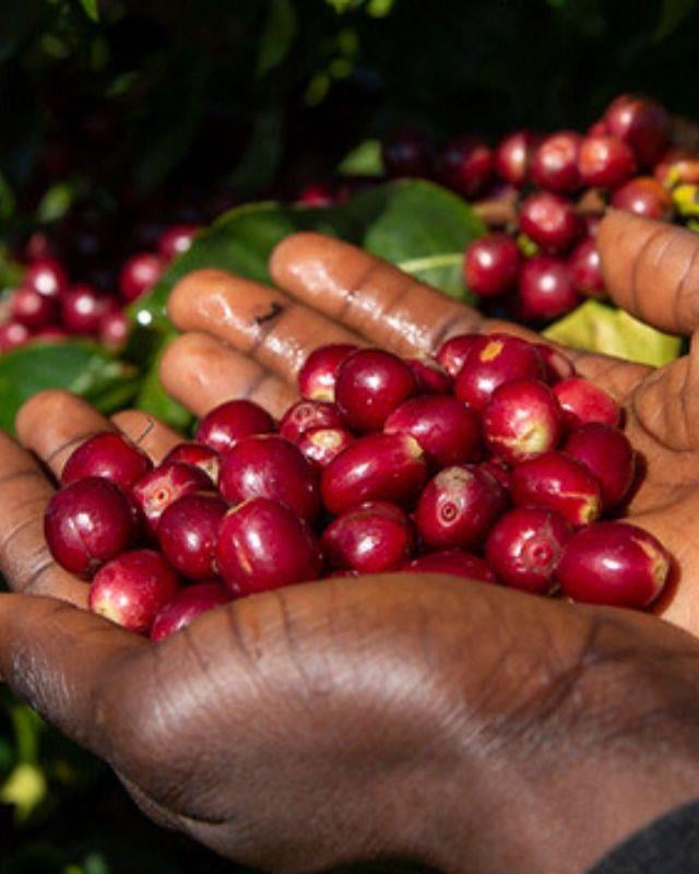 Burundi / Nyagishiru / Washed