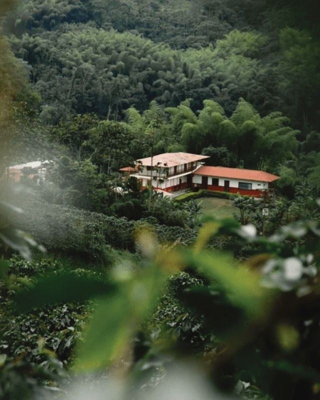 Colombia / Ambera Farm / Peach Co - Ferment