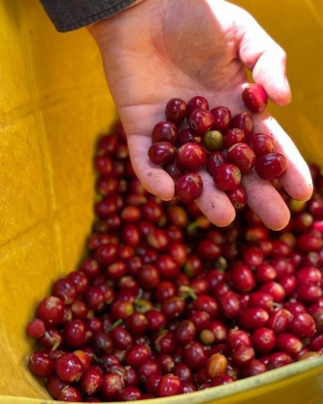 Colombia / Caramanta / Washed