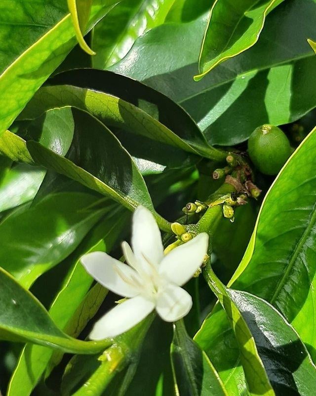 Colombia / Caramanta / Washed