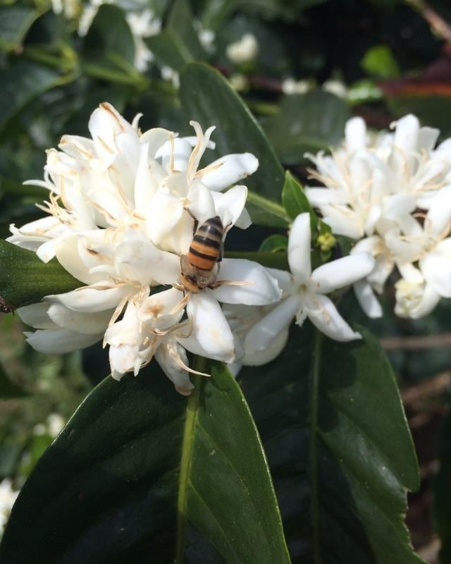 Colombia / Hulcafe / Sugar Cane Decaf