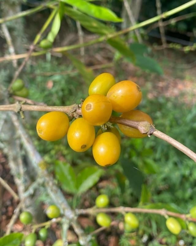 Colombia / Hulcafe / Sugar Cane Decaf