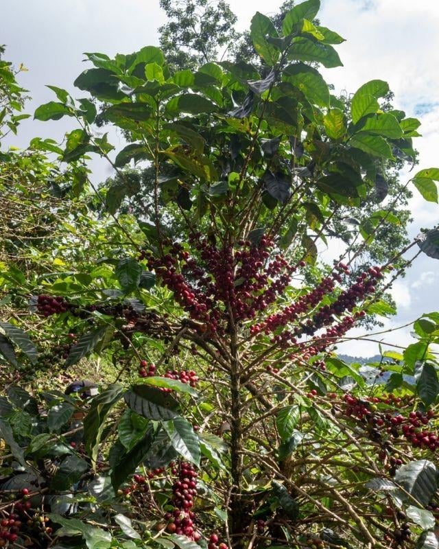 Colombia / La Cinta / Natural