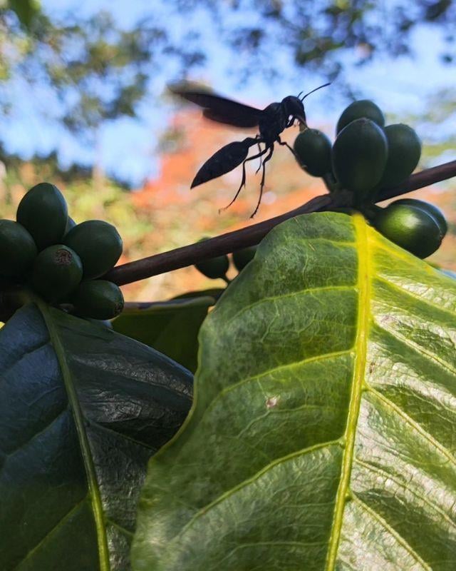 Colombia / La Cinta / Natural
