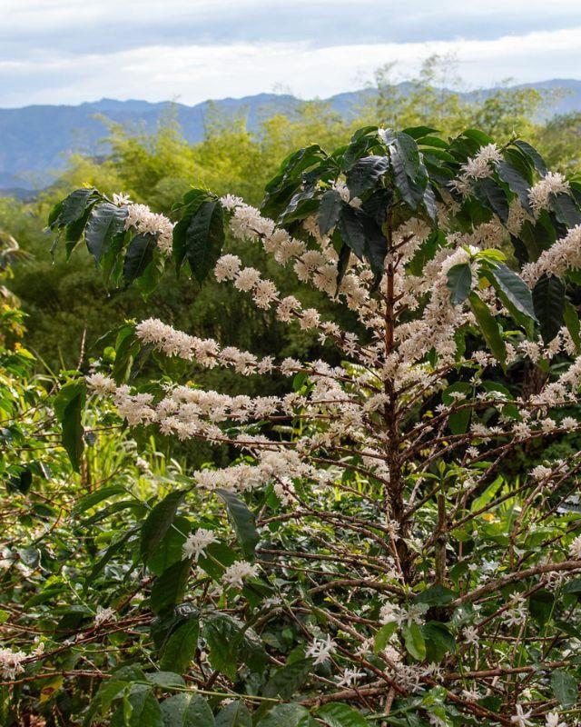 Colombia / La Cinta / Natural