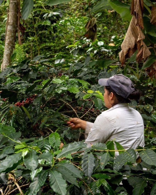 Colombia / La Cinta / Natural