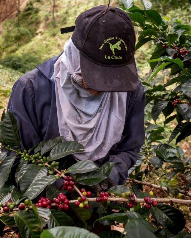 Colombia / La Cinta / Natural