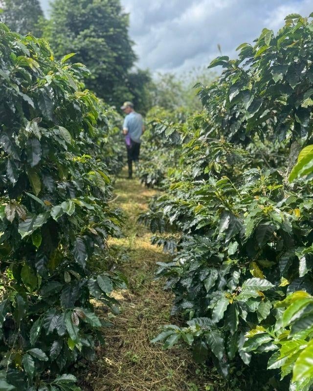 Colombia / La Sirena / Osmotic Dehydration Peach Co-Ferment