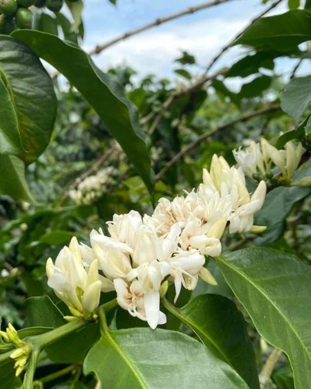 Colombia / La Sirena / Osmotic Dehydration Peach Co-Ferment