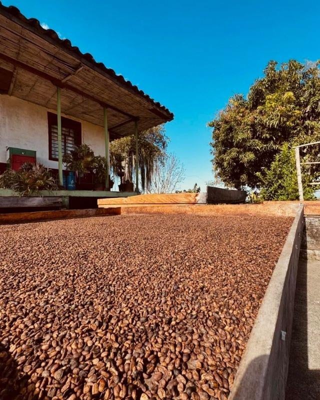 Colombia / La Sirena / Osmotic Dehydration Peach Co-Ferment
