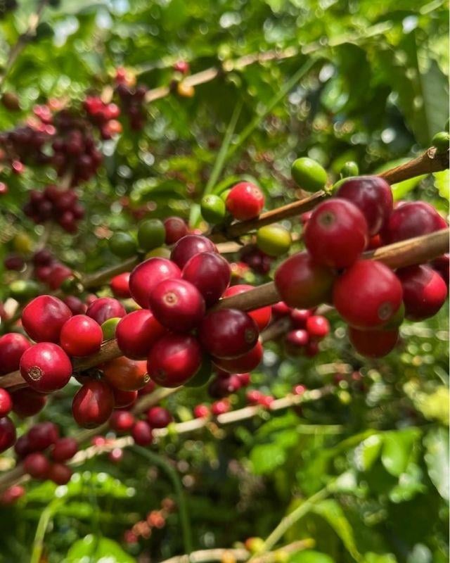 Colombia / La Sirena / Osmotic Dehydration Peach Co-Ferment