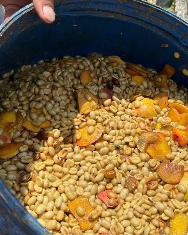 Colombia / La Sirena / Osmotic Dehydration Peach Co-Ferment