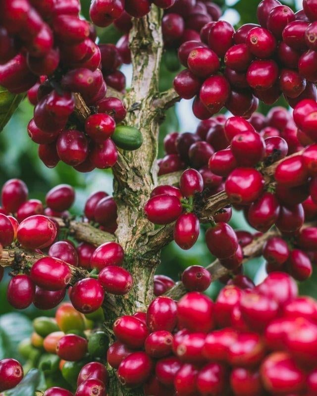 Colombia / Monteblanco / Blueberry Washed