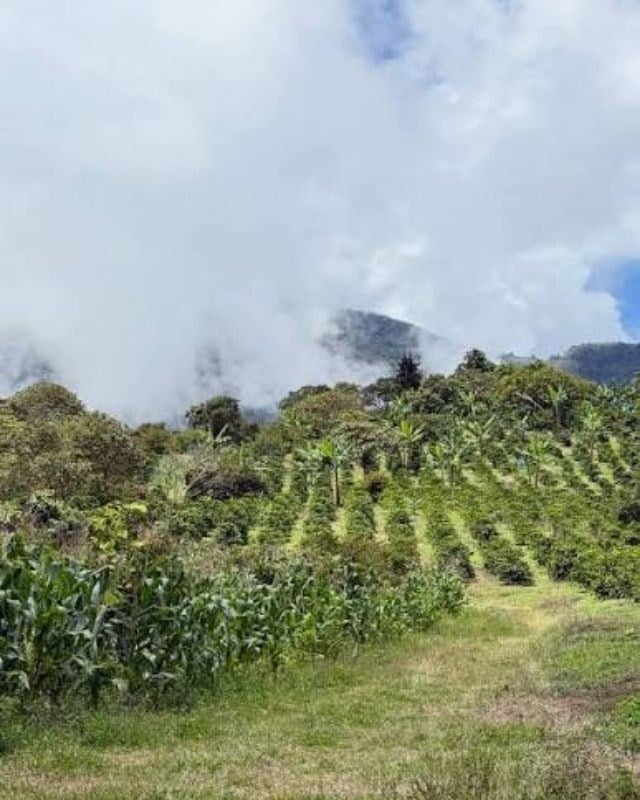 Colombia / Tamesis / Lactic Honey Geisha