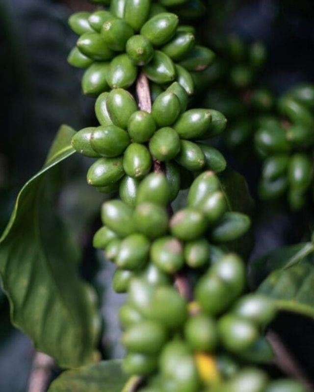 Costa Rica / Juanachute / Anaerobic Natural