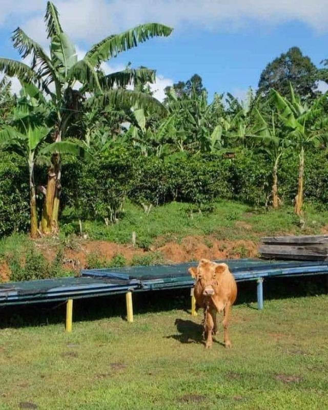 Costa Rica / Juanachute / Anaerobic Natural