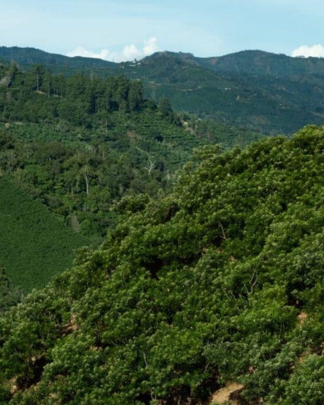 Costa Rica / Juanachute / Anaerobic Natural