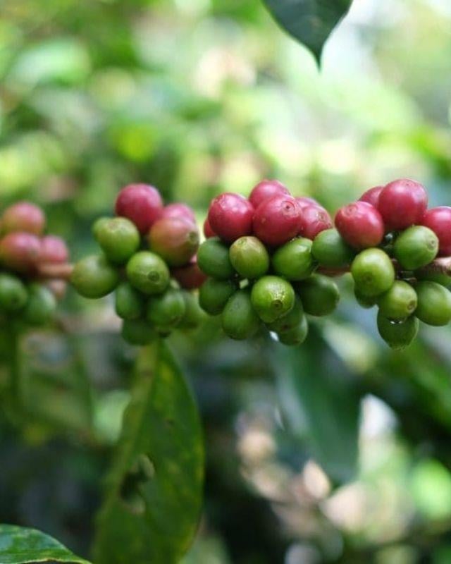 Costa Rica / Juanachute / Anaerobic Natural