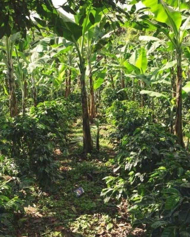 Costa Rica / Juanachute / Anaerobic Natural