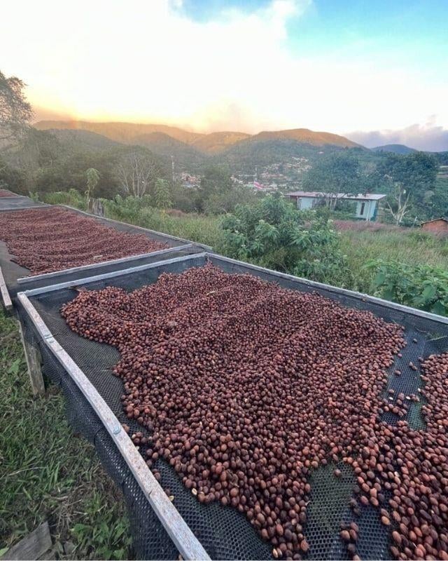 Costa Rica / Juanachute / Anaerobic Natural